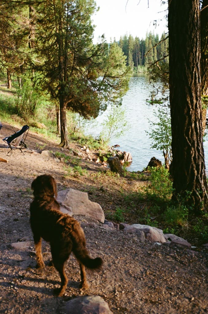 A dog on a lakeside trail looking out over a Montana lake surrounded by pine forest