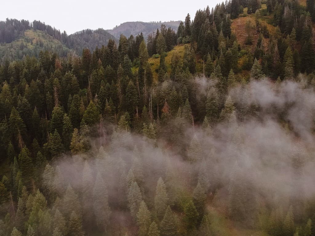 Misty evergreen forest on a Montana mountainside with fog rolling through the trees